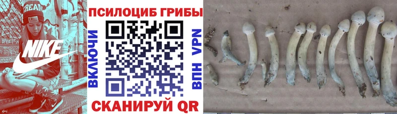 цена   Свирск  Псилоцибиновые грибы Psilocybe 